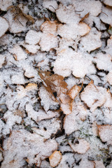 Yellow leaves with First snow background