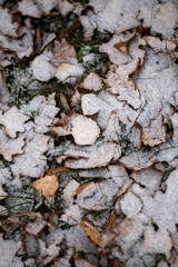 Yellow leaves with First snow background