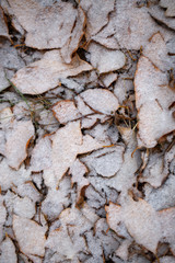 Yellow leaves with First snow background