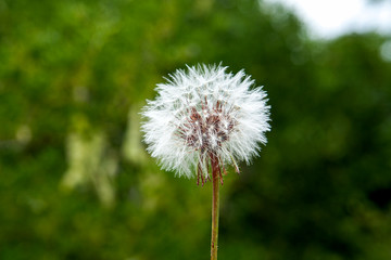  Dandelion seeds in the morning mist blowing away across a fresh green background.