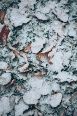 Yellow leaves with First snow background