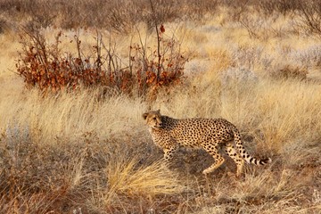 Cheetah looking back in grass
