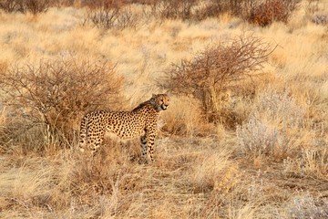 Cheetah in grass