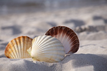 Close-up of a three seashell on the beach