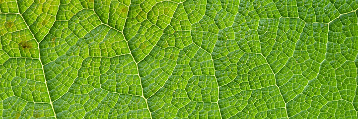 Green leaves