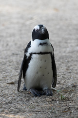 penguin