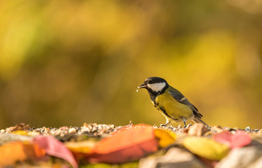 Great titmouse on the feeder an autumns day