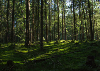Fototapeta na wymiar morning in the pine forestwith moss