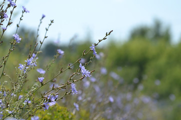 Blue flowers of chicory herb
