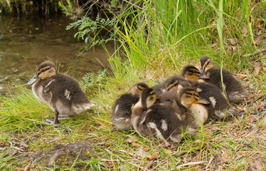 Young cute ducks on grass near lake