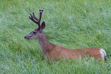 Colorado Wildlife. Wild Deer on the High Plains of Colorado