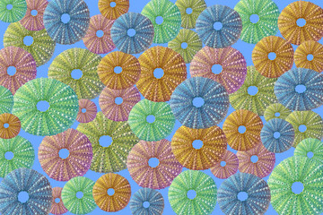 Sea Urchin Pattern