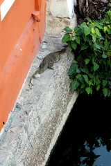 Varanus salvator lay down beside the canal