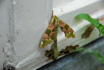 closeup of lime hawk moths on white background
