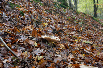 Wachsstieliger Trichterling.