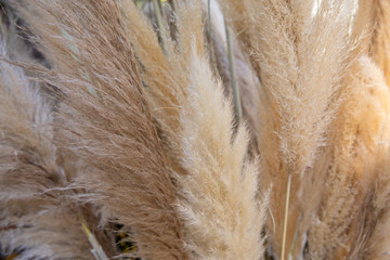 Cortaderia selloana or pampas grass with graceful white inflorescence plumes flowering in October,...