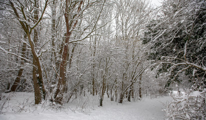 Trees In The Winter Snow By The Path