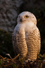 In the yellow-pink rays of sunset. Looks angrily. White polar owl in summer, wild bird of prey, expressive yellow eyes.