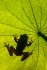 Natal Tree Frog, shadow under a leaf, fan shaped Nashturshum leaf