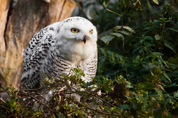 Looks angrily. White polar owl in summer, wild bird of prey, expressive yellow eyes.
