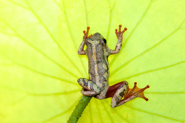 Natal tree frong on a Nasturshum leaf, holding on