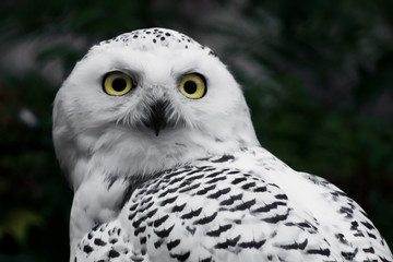 Head close-up. White polar owl in summer, wild bird of prey.
