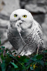 Devours a victim (mouse). White polar owl in summer, wild bird of prey, expressive yellow eyes.