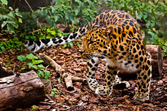 A well-camouflagedFar Eastern leopard is practically invisible in the forest, a motley beast is a predator.