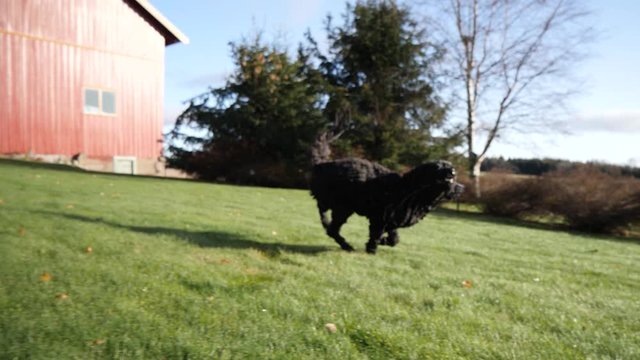 Adorable, frisky and athletic Portuguese water dog fetching a stick - slow motion