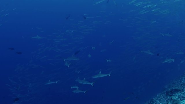A group of Gray Reef Sharks, Carcharhinus amblyrhynchos, and a large school of Bigeye barracuda (Sphyraena forsteri) swim in the clear, blue waters, Maldives