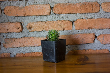 Mon brick wall with cactus 