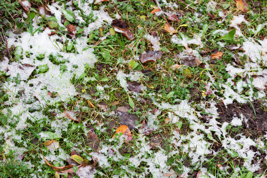 grass under the snow. frozen plants in the garden.change of weather