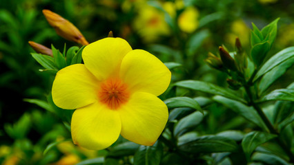 Rama IX Park The Largest Public Park in Bangkok