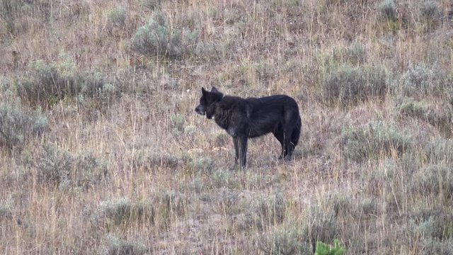 early morning side view of the alpha black male wolf standing on a hill  in hayden valley at yellowstone national park. 1014 is a member of the wapati pack