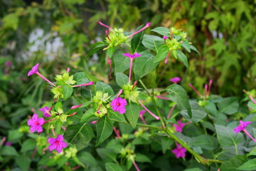 放水路土手に咲く白粉花