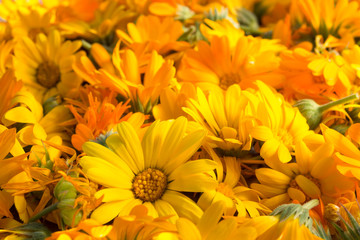 Marigold (calendula) flowers dry for further use in herbal medicine