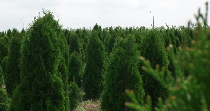 Close-up white cedar field in wind. Thuja occidentalis evergreen. 4k Ultra HD cinematic video