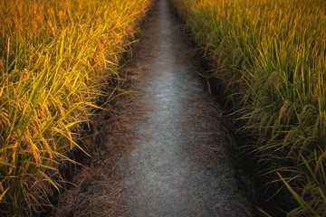 Rice fields under the autumn evening. Paddy field road.