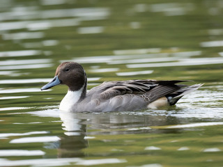 池を泳ぐ尾長鴨