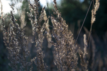 Seeds of plants in sunset light