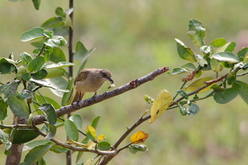 Bird on a tree