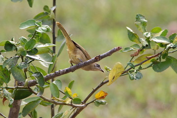 branch of a tree