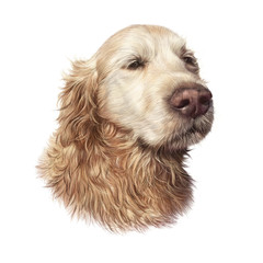 Illustration of a Golden Retriever isolated on white background. Guide dog. Animal art collection: Dogs. Realistic Portrait - Hand Painted Illustration of Pet. Good for print T-shirt, pillow, card