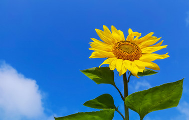 yellow bright sunflower on blue sky background