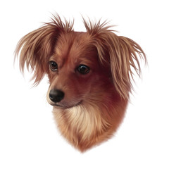 Realistic portrait of Papillon dog, butterfly-like look, Toy Spaniel. Cute puppy isolated on white background. Hand drawn illustration of a Lap Dog. Animal art collection for pet shop. Design template