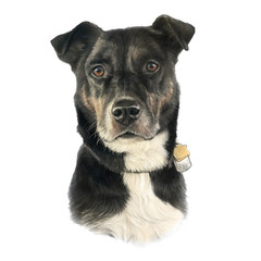 Realistic Portrait of a cute dog isolated on white background. Animal art collection: Dogs. Hand Painted Illustration of Pets. Design template. Good for print on T shirt, pillow, card, pet shop