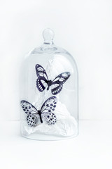 butterflies in glass dome on white background. environment concept. bell jar with decorative butterflies design. close up. copy space