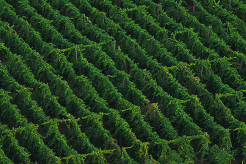 Aerial view of a vineyard ready for harvest