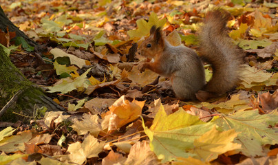 squirrel looking for a nut in the autumn leaves around him