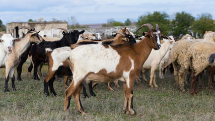 Obraz premium A herd of goats and sheep. Animals graze in the meadow. Pastures of Europe. 